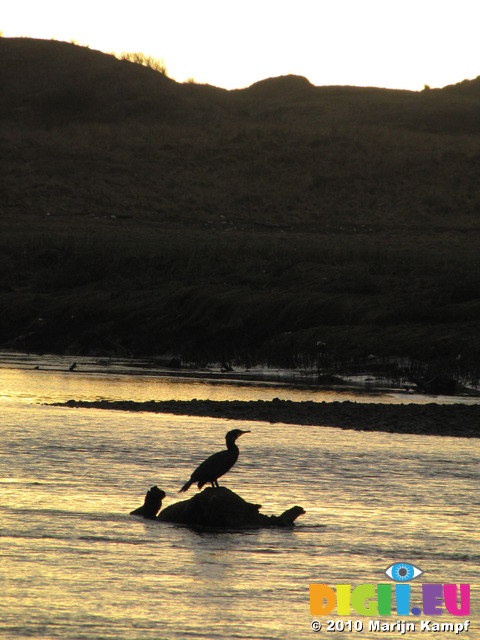 SX13191 Silhouette of Cormorant (Phalacrocorax Carbo)